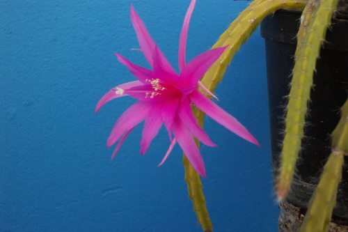 chiapasia nelsonix aporocactus conzattii